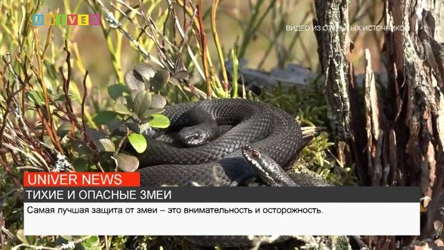 ТИХИЕ И ОПАСНЫЕ ЗМЕИ