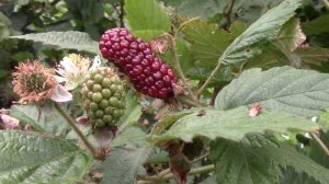 Ежевика созревает! Самый ранний сорт Карака Блэк !