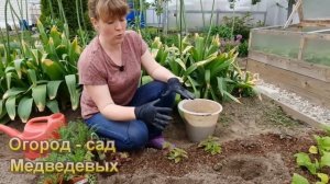 Выращивание декоративного тысячелистника: от посева семян до цветения