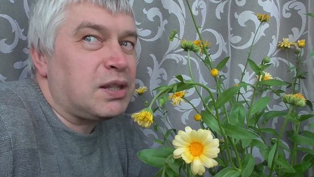 Цветы цветут, я вспомнил смотреть онлайн