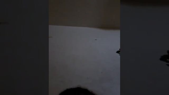M8M EGGS new смотреть онлайн