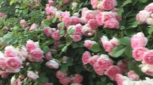 РОЗА  ЖАСМИНА   СУПЕР ЦВЕТЕНИЕ !!! 6 метров красоты Июнь 2021