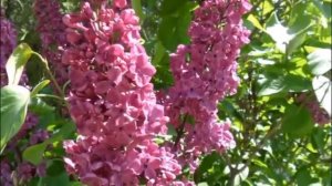 сиреневый вечер -гр.Шанхай