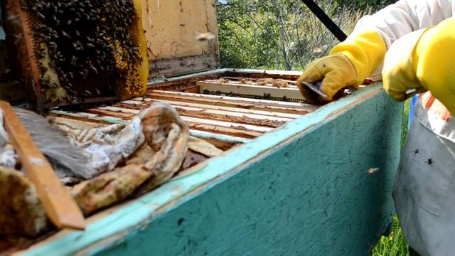 ленивая пасека медосбор 23 года смотреть онлайн