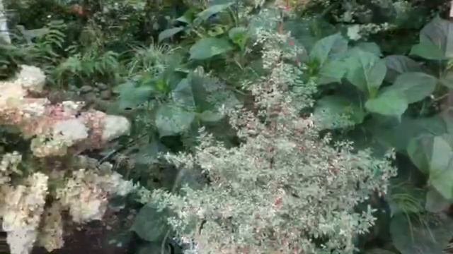 Новогодняя фуксия Lottie Hobby смотреть онлайн