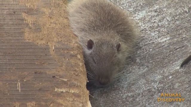 Нутрия - Coypu смотреть онлайн