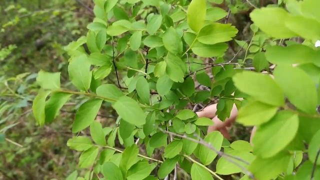 Знакомьтесь - лабазнник, таволга или спирея.... смотреть онлайн
