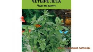 Мята овощная Забава (zabava) ? овощная мята Забава обзор: как сажать, семена мяты Забава