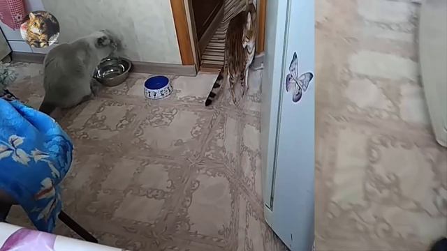 ПриставУчий Кот.