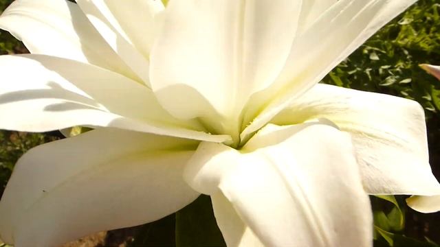 Махровая лилия Вайт еас. смотреть онлайн