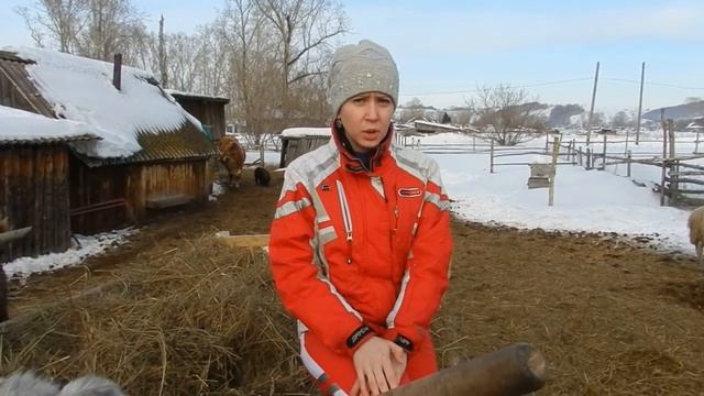 Жизнь в деревне Неудачи с КРС Отел коров Что нужно знать