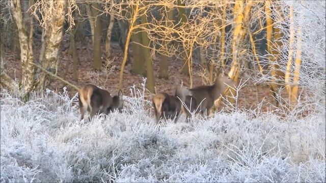 Северный олень