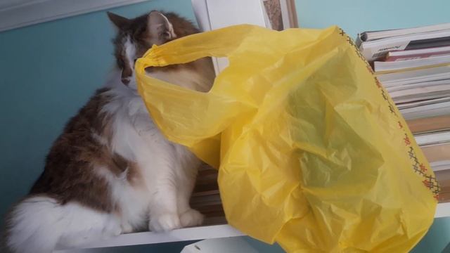 Кот любит вылизывать пакеты! Пакет спрятали на шкафу, но высота - это не преграда для верхолаза смотреть онлайн