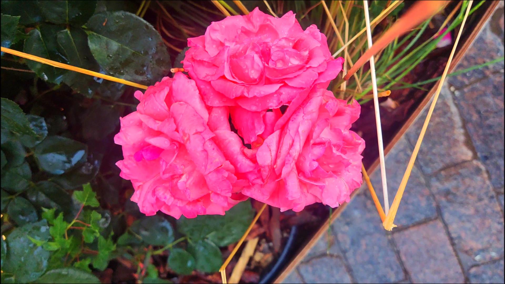 Цветочный джем 2023 - Сад среди холмов, рядом с ГУМ (4K Video)