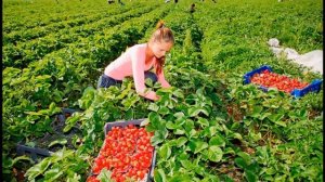 Личный опыт. Как и сколько можно заработать на сборе клубники