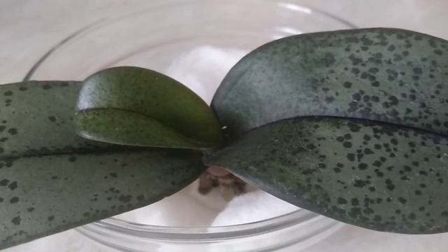 УКОРЕНЯЙ орхидеи ТАК! корни ВЗОЙДУТ, листья СДВИНУТЬСЯ! орхидеи НАРАЩИВАНИЕ корней С ПОМОЩЬЮ ваты! смотреть онлайн