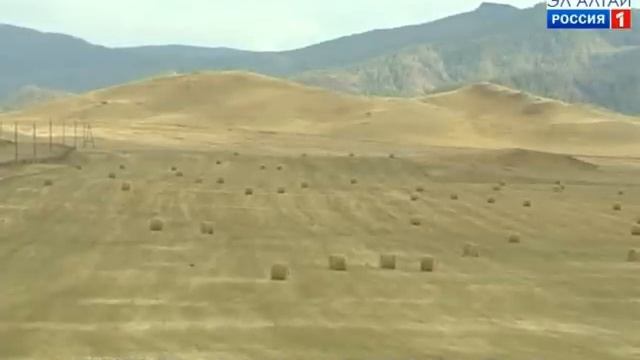В Усть-Канском районе продолжается заготовка кормов смотреть онлайн