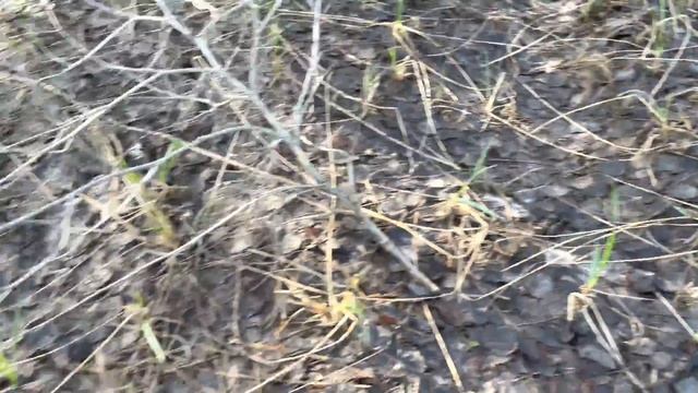 ГРИБНОЙ РАЙ ПО-АРМЯНСКИ! СМОРЧКИ НА КАЖДОМ МИЛЛИМЕТРЕ! НЕТРОНУТЫЙ ЛЕС УСЕЯН ГРИБАМИ! ГРИБЫ 2022 смотреть онлайн