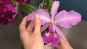 Каттлеи в октябре. Blc. Waikiki Gold Lea, cattleya Kienastiana ???