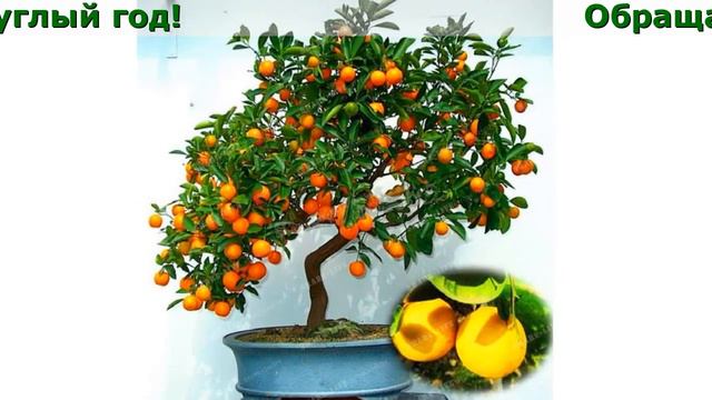 Домашние Фрукты Официальный Сайт смотреть онлайн