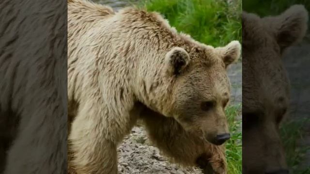 5 самых больших медведей мира|TOP VIDO| смотреть онлайн