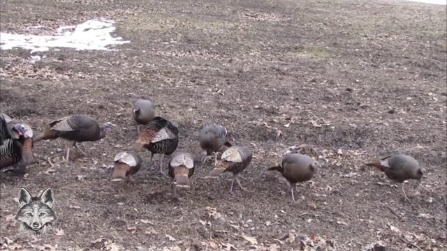 Peru Selvagem da América do Norte ( Meleagris gallopavo silvestris) смотреть онлайн