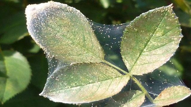 Паутинный клещ как легко избавиться, мой реальный опыт.