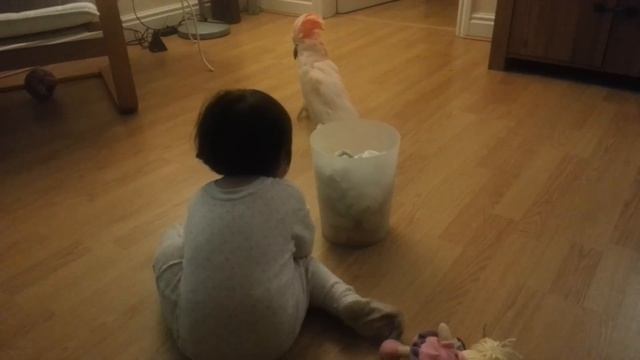 Cockatoo attacks baby! смотреть онлайн