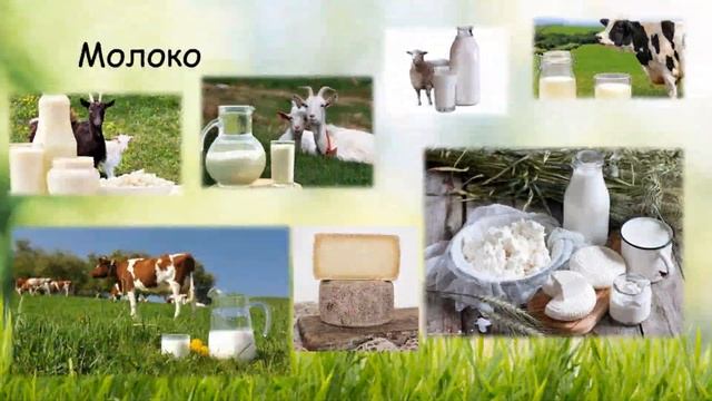 Тварини. Різноманітність тварин