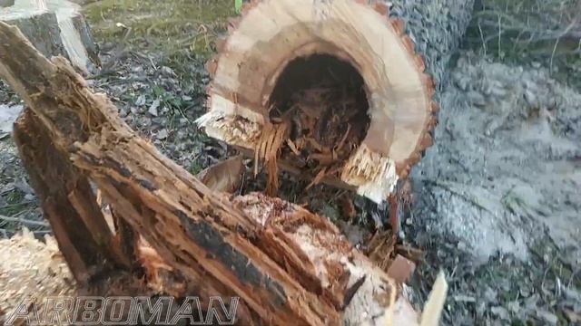Как срезать тополь при помощи МТМ How to cut a poplar with the help of a pulling hoist смотреть онлайн