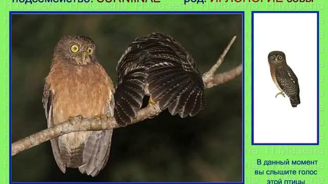 Сова иглоногая. Голоса птиц смотреть онлайн