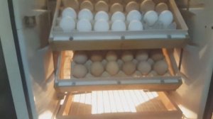 Успешная инкубация куриных яиц. Инкубатор своими руками