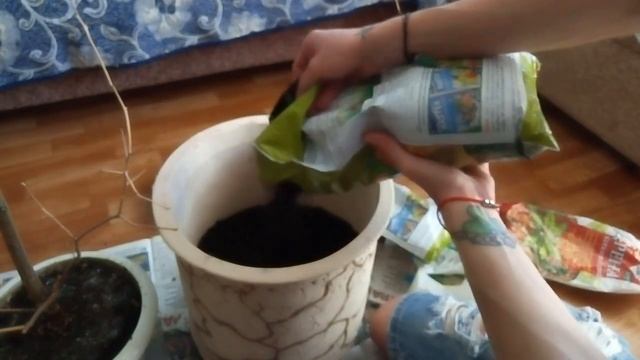 ЛИМОН:Пересадка, обрезка и реанимация смотреть онлайн