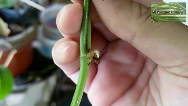 HOW TO PROPAGATE Epipremnum Pinnatum 'Cebu Blue' | Cebu Blue Pothos | Cebu Blue Dragon Tail Monster