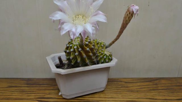 FLORACIÓN II: la sorpresa del indio pícaro. смотреть онлайн