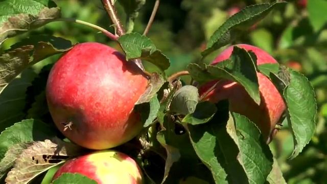 Сорта колоновидных яблонь смотреть онлайн