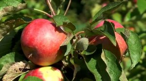 Сорта колоновидных яблонь