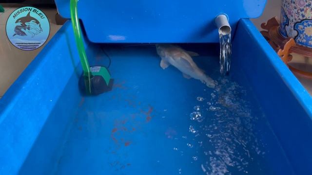 EP10 My Monster Fish Journey - JACKPOT BABEH!!!!! (Platinum Redtail Catfish) смотреть онлайн