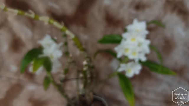 Орхидея дендробиум Kumiko . Секреты ухода. Как зацвести. Комнатные растения. смотреть онлайн
