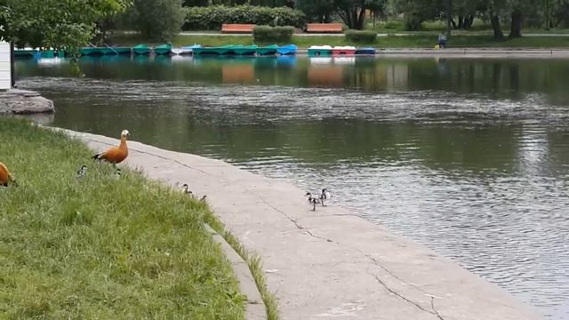 Парк Дружбы. Многодетная семья огарей ☺ ❣ смотреть онлайн