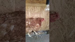 Куры хрипят чихают открывают рты чем лечить