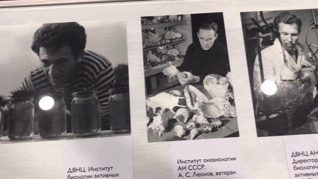 Владивосток - остров Русский, подводная лодка, музеи и лисы. смотреть онлайн