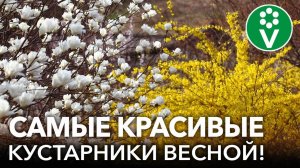 ЭТИ КУСТАРНИКИ ПРЕОБРАЗЯТ СВОИМ ЦВЕТЕНИЕМ САД ВЕСНОЙ! Самые красивые весеннецветущие кустарники