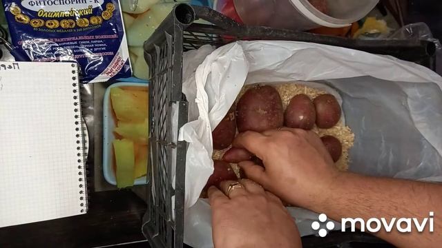 ПРОРАЩИВАНИЕ КАРТОФЕЛЯ. СЕМЕННОЙ КАРТОФЕЛЬ И КАК ЕГО ПРОРАСТИТЬ В ОПИЛКАХ смотреть онлайн