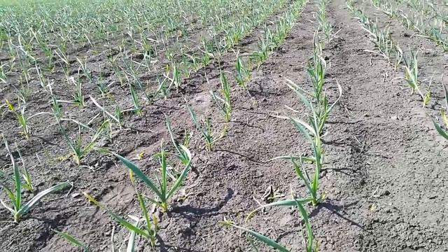 Пожелтел чеснок,посохли кончики,что делать? смотреть онлайн