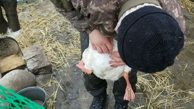 СТАЯ СФОРМИРОВАНА! ОКОЛЬЦЕВАЛ ГУСЫНЬ И ГУСЯ забой гусынь