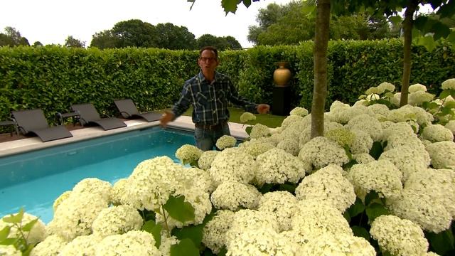 Compilatie Hydrangea Strong Annabelle & Hydrangea Pink Annabelle смотреть онлайн