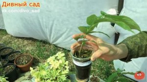 Азимина пересадка 2018