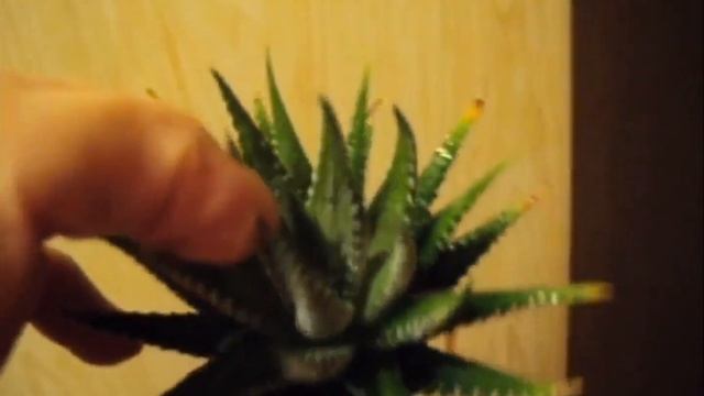 Хавортия Полосатая/Haworthia fasciata-3. Запущенное растение! 2я пересадка из мокрого грунта со мхо смотреть онлайн