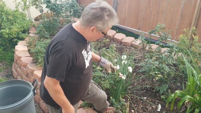 How to Prune Roses смотреть онлайн